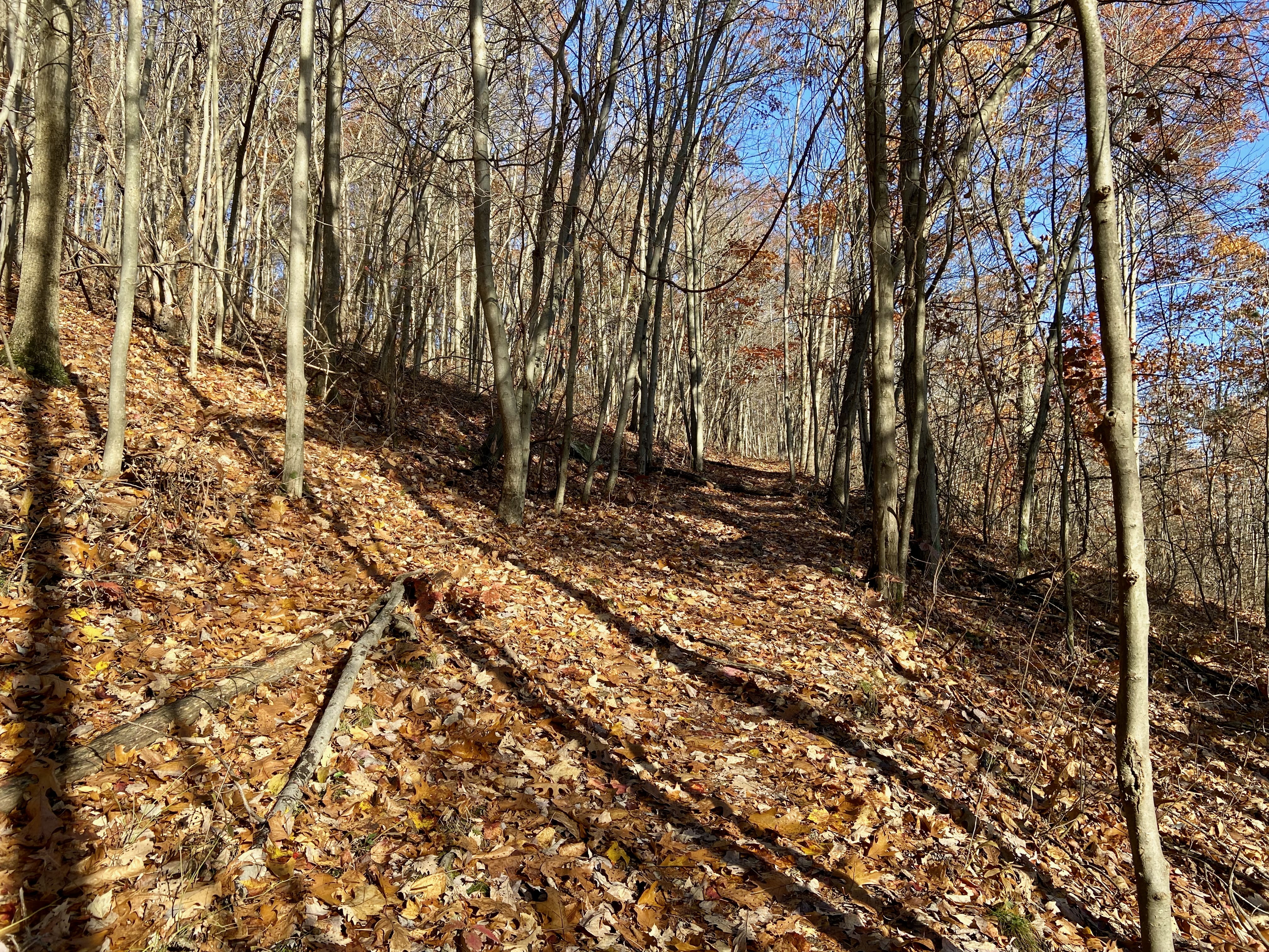 Fall is here, and most of the leaves have now come down - making it hard at times to follow the trail!