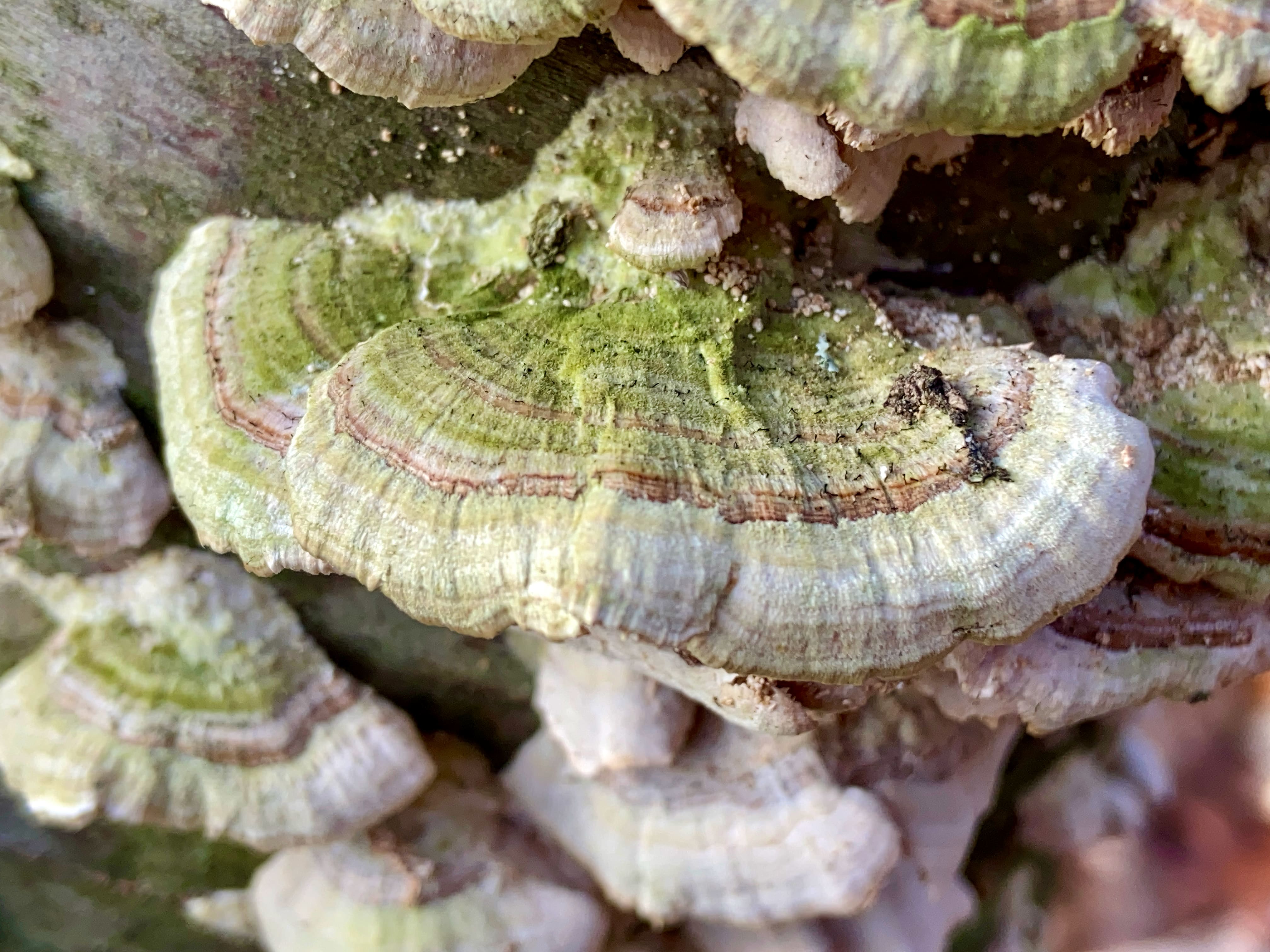 Macro shot with an iPhone 11 and Halide's new macro mode. Works!