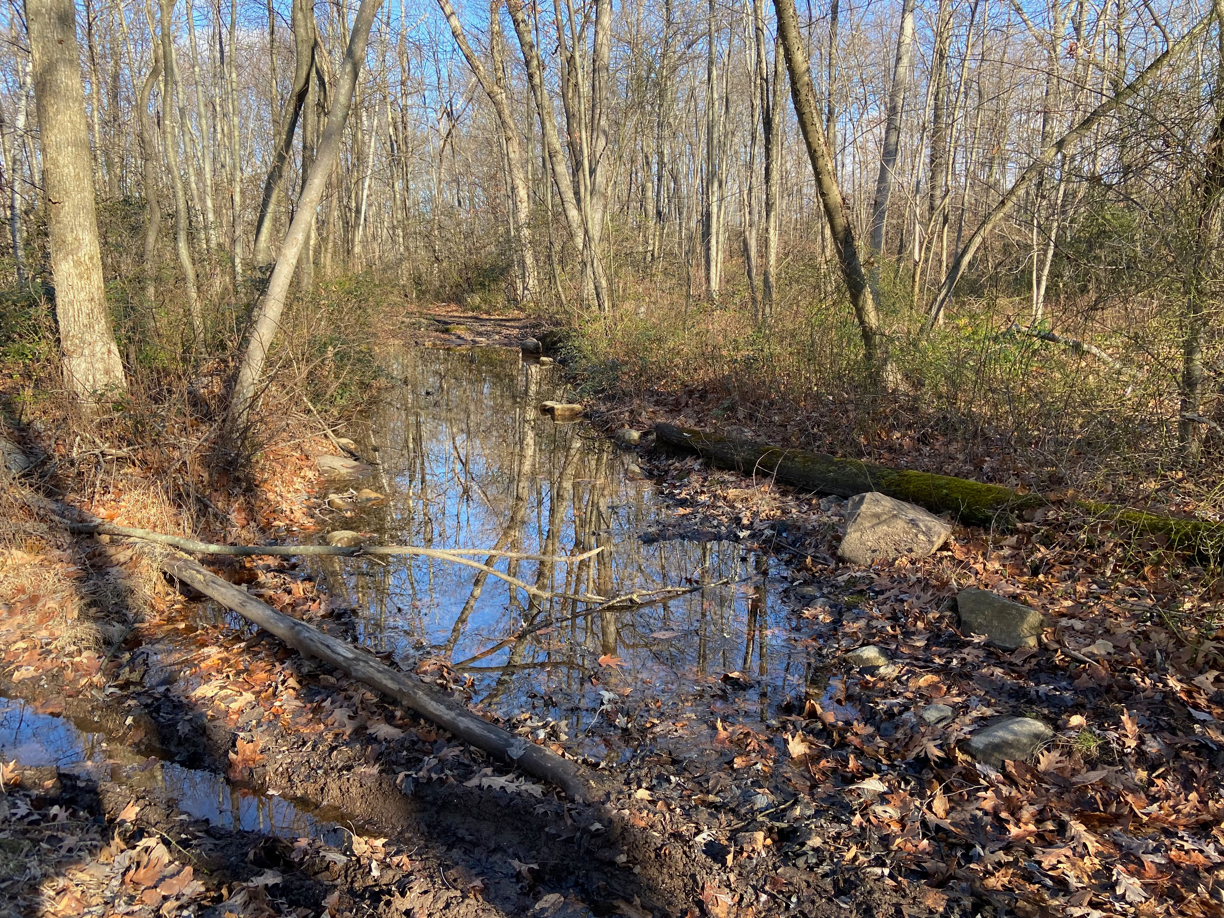 Swamp. Not a strong start to the day.