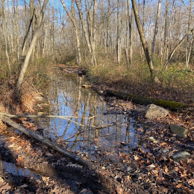 Swamp. Not a strong start to the day.