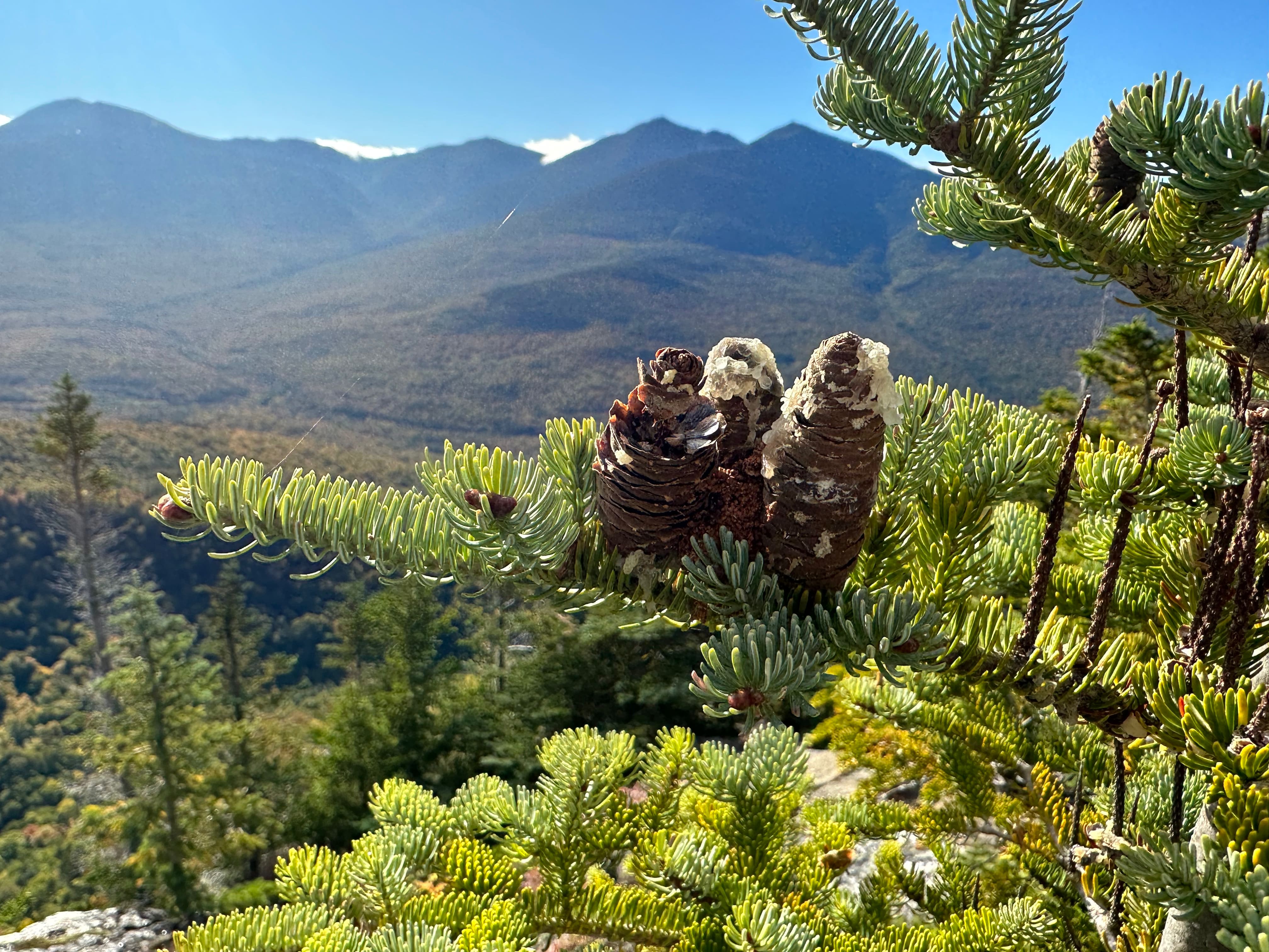 Some pinecones, enjoying their natural habit of spectacular views.