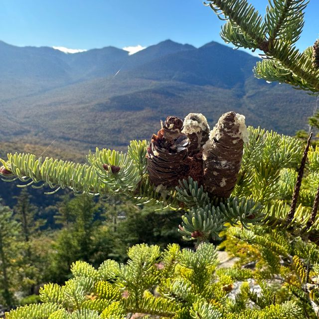 Some pinecones, enjoying their natural habit of spectacular views.